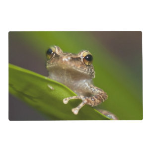 Common coqui, Eleutherodactylus coqui Placemat