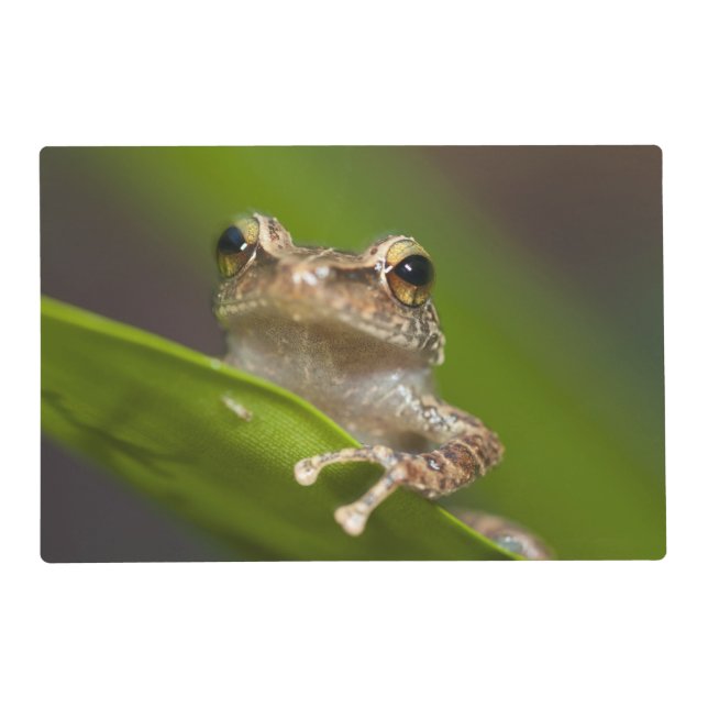 Common coqui, Eleutherodactylus coqui Placemat (Front)