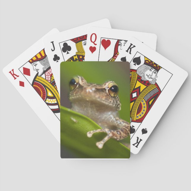 Common coqui, Eleutherodactylus coqui Poker Cards (Back)