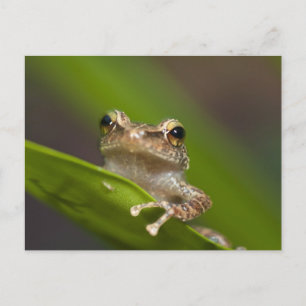 Common coqui, Eleutherodactylus coqui Postcard