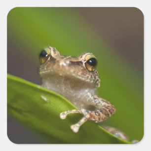 Common coqui, Eleutherodactylus coqui Square Sticker