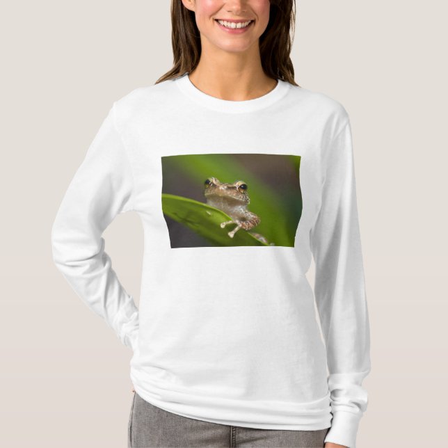 Common coqui, Eleutherodactylus coqui T-Shirt (Front)