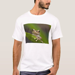 Common coqui, Eleutherodactylus coqui T-Shirt