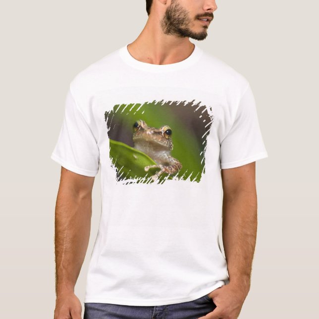 Common coqui, Eleutherodactylus coqui T-Shirt (Front)