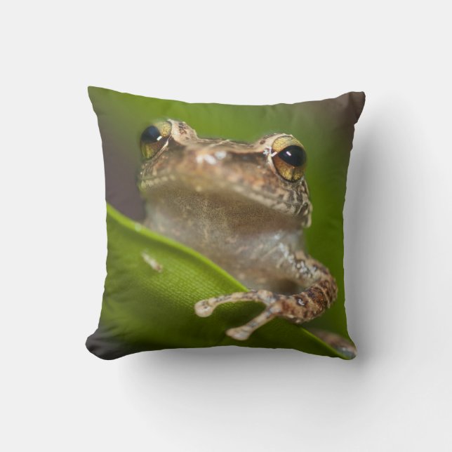 Common coqui, Eleutherodactylus coqui Throw Pillow (Front)