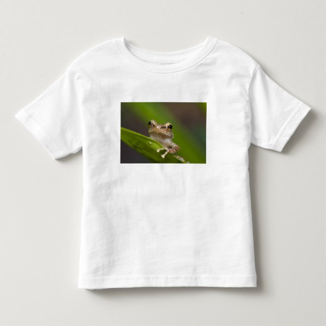 Common coqui, Eleutherodactylus coqui Toddler T-shirt (Front)