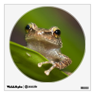 Common coqui, Eleutherodactylus coqui Wall Decal