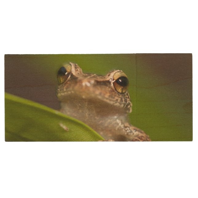 Common coqui, Eleutherodactylus coqui Wood USB Flash Drive (Front)