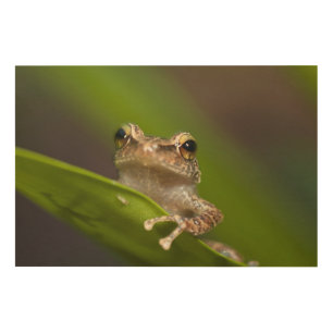 Common coqui, Eleutherodactylus coqui Wood Wall Art