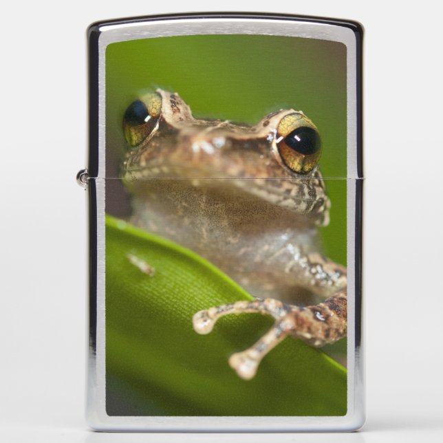 Common coqui, Eleutherodactylus coqui Zippo Lighter (Front)
