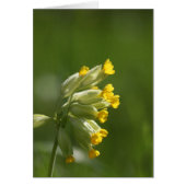 Common Cowslip (Primula veris) (Front)