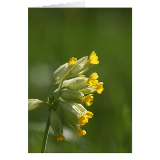 Common Cowslip (Primula veris) Cards (Front)