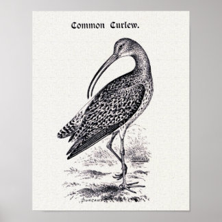"Common Curlew" Vintage Illustration Poster