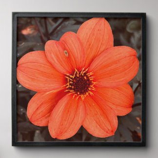 Common Dahlia Peel And Stick Photo Tile