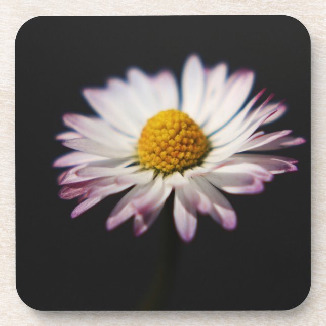Common Daisy coastercna Beverage Coaster (Front)