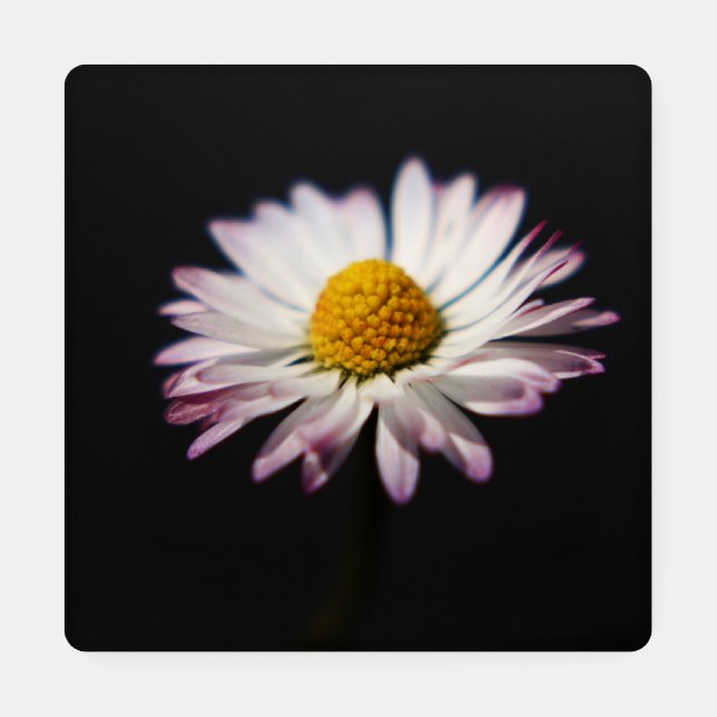 Common Daisy coastercnm Coaster Set (Single)