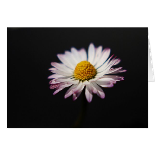 Common Daisy gccnm Cards (Front Horizontal)