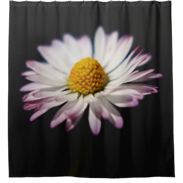 Common Daisy sccna Shower Curtain (Front)