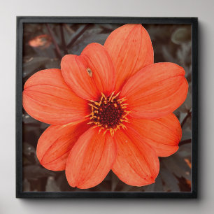 Common Dalhia Peel And Stick Photo Tile