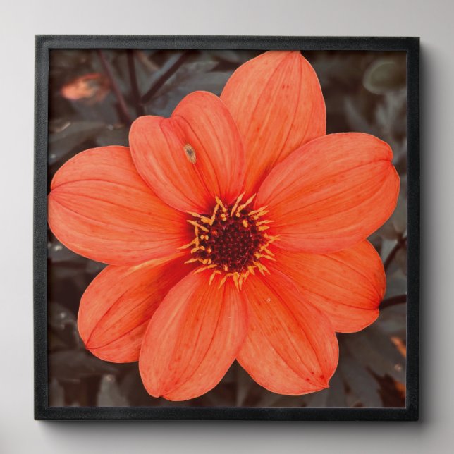 Common Dalhia Peel And Stick Photo Tile (Front Set)