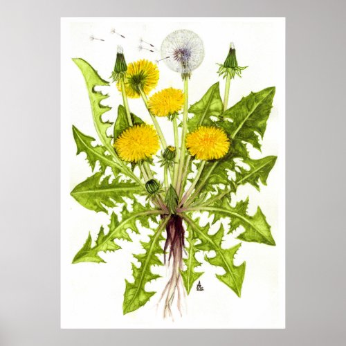 Common Dandelion __  Sue Abonyi Poster