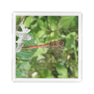 Common Darter Dragonfly Perfume Tray