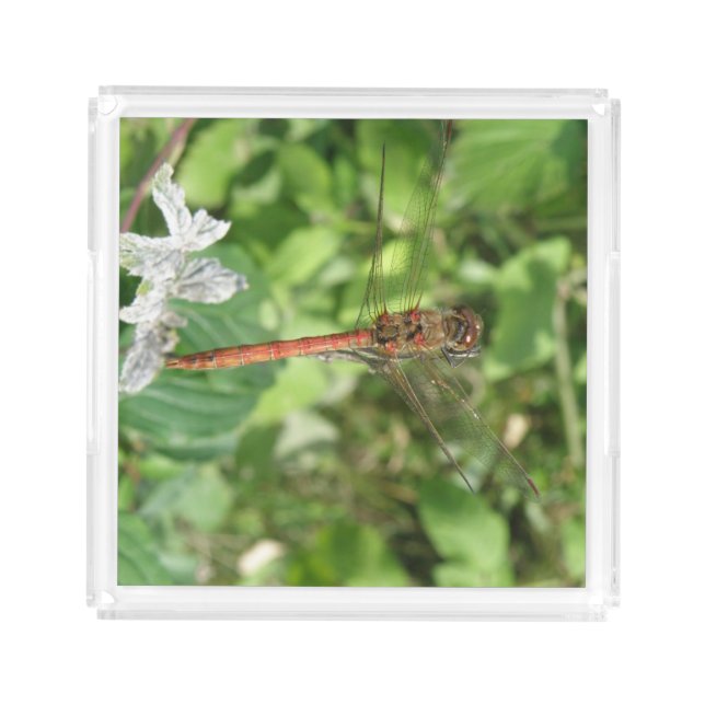 Common Darter Dragonfly Perfume Tray (Front)