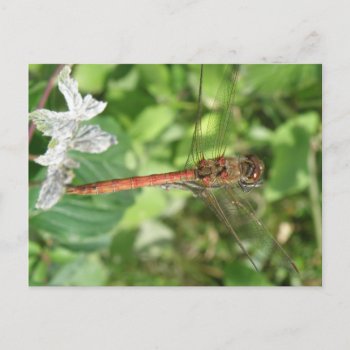 Common Darter Dragonfly Postcard by Fallen_Angel_483 at Zazzle