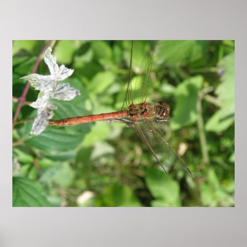Common Darter Dragonfly Poster