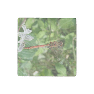 Common Darter Dragonfly Stone Magnet