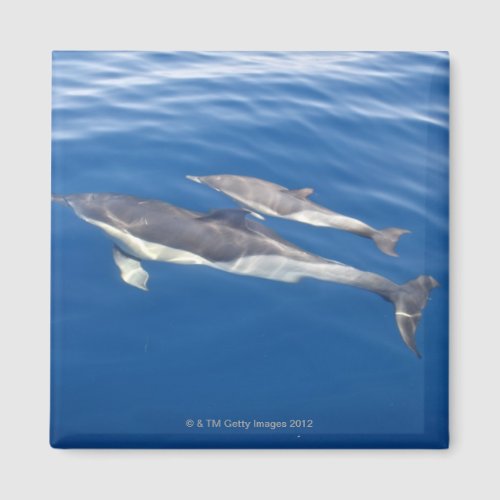 Common Dolphin in the strait Magnet