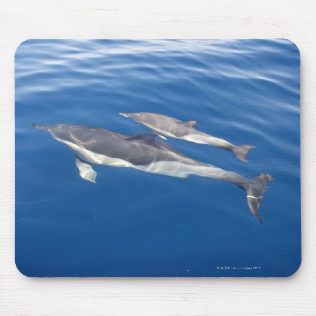 Common Dolphin in the strait Mouse Pad (Front)