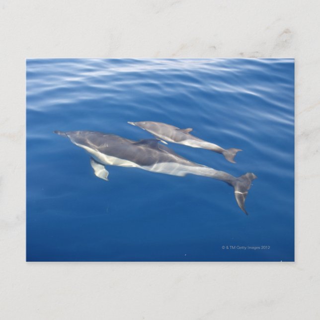 Common Dolphin in the strait Postcard (Front)