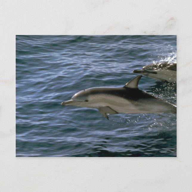 Common dolphin postcard (Front)