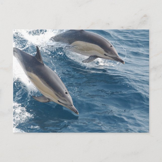 Common Dolphin Postcard (Front)