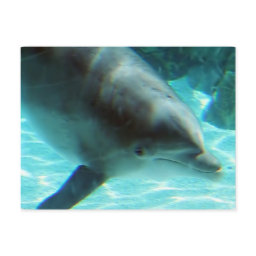 Common Dolphin Postcard