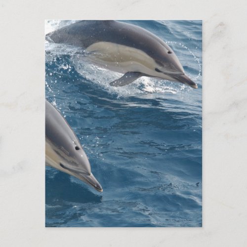 Common Dolphin Postcard