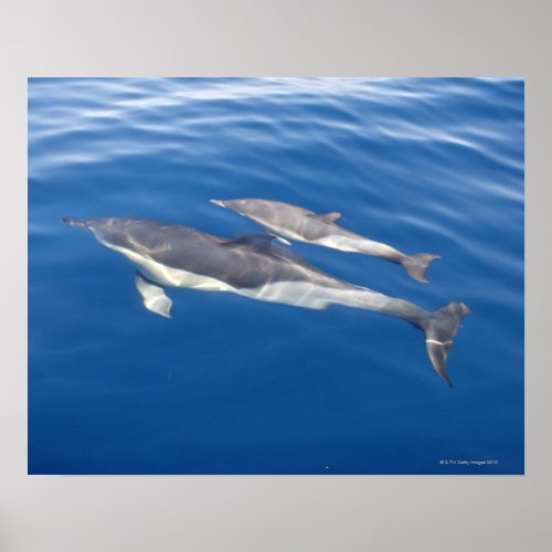 Common Dolphin Poster