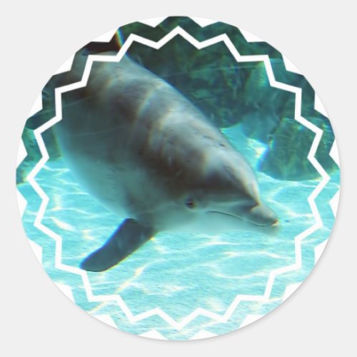 Common Dolphin Stickers