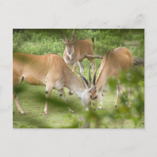 Common Eland Postcard