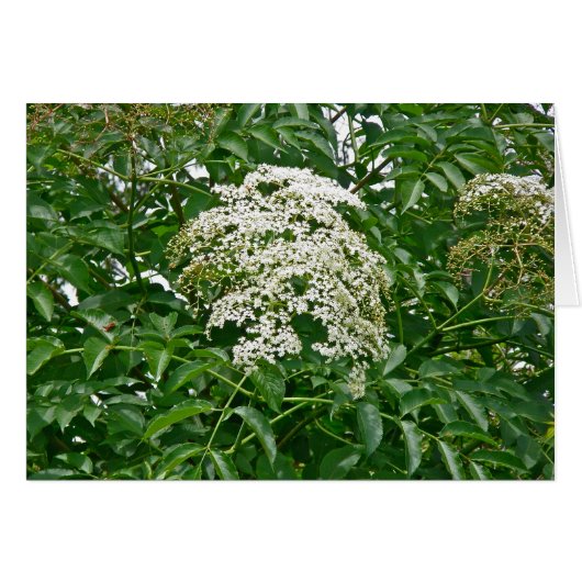 Common Elderberry Coordinating Items Cards (Front Horizontal)