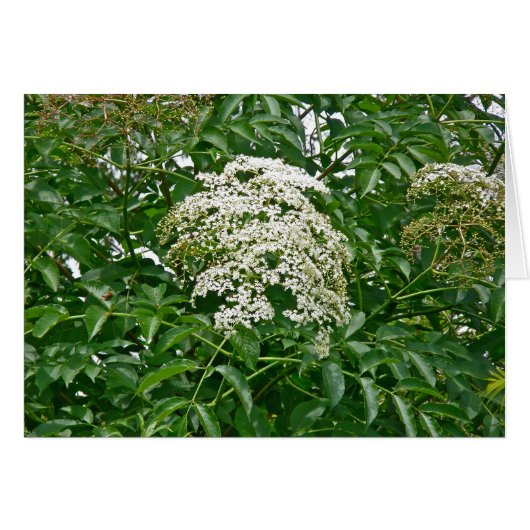Common Elderberry (Sambucus canadensis) Card (Front Horizontal)