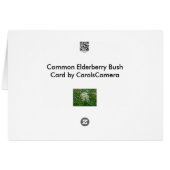Common Elderberry (Sambucus canadensis) Card (Back Horizontal)