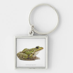 Common European frog or Edible Frog Keychain