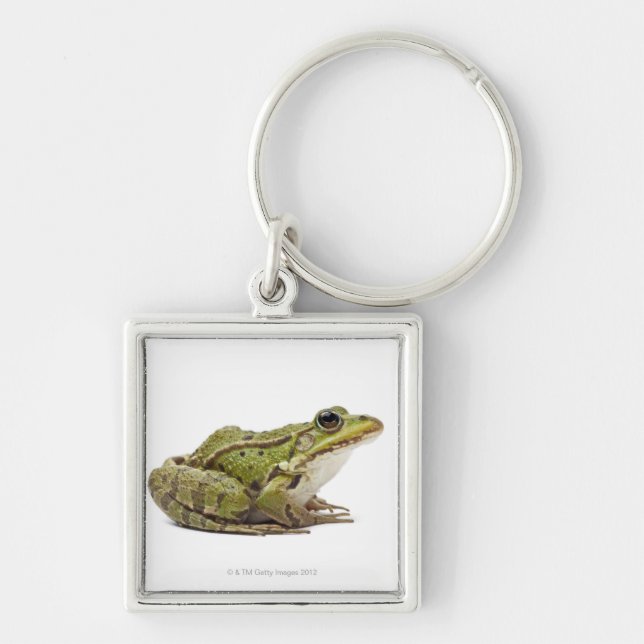 Common European frog or Edible Frog Keychain (Front)