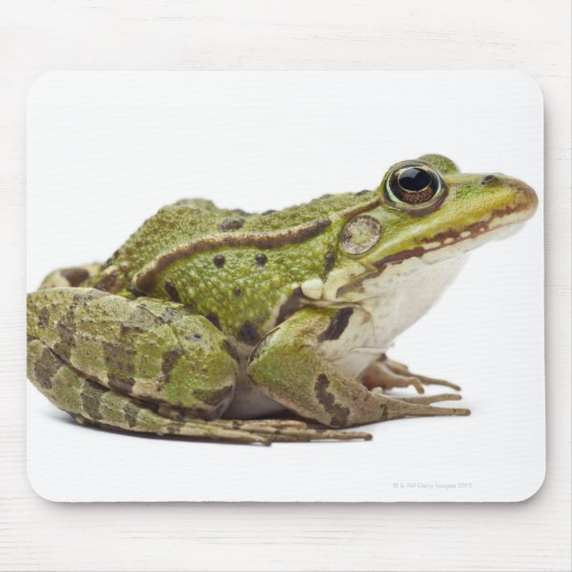 Common European frog or Edible Frog Mouse Pad (Front)