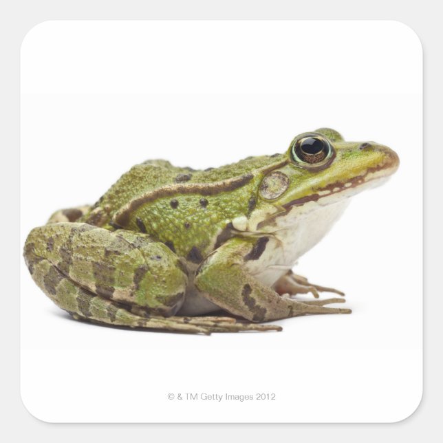 Common European frog or Edible Frog Square Sticker (Front)