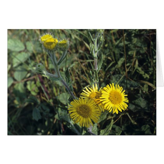 Common Fleabane Cards (Front Horizontal)