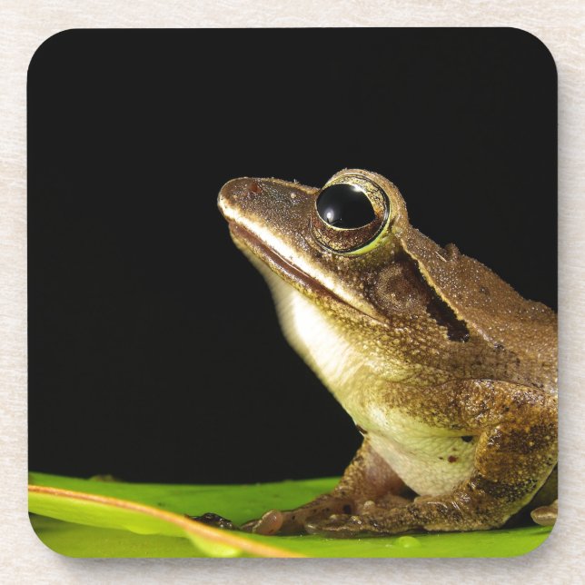 Common Frog on a Leaf Beverage Coaster (Front)