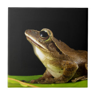 Common Frog on a Leaf Ceramic Tile